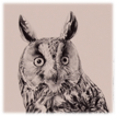Long Eared Owl drawing